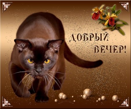 Добрый вечер кот