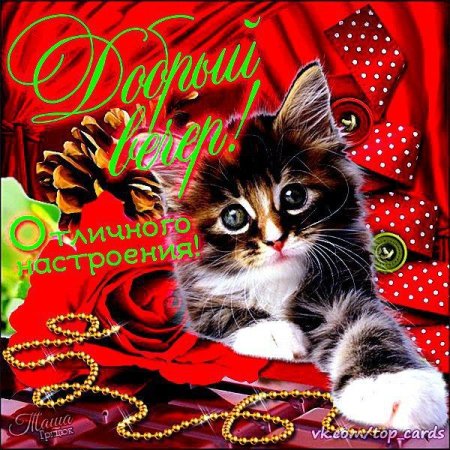 Открытка добрый вечер котятами