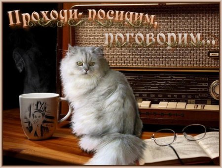 Добрый вечер с котиками