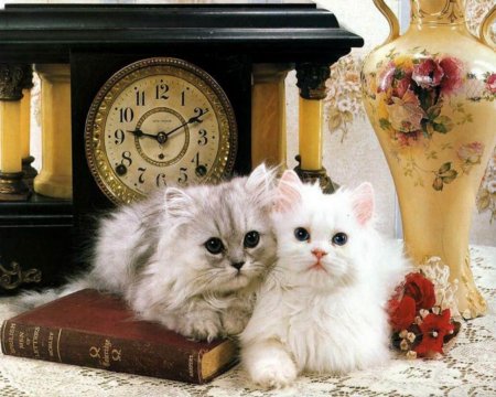 Добрый вечер с кошками