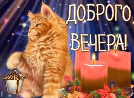 Добрый вечер рыжий кот