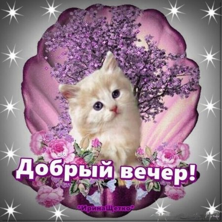 Открытка добрый вечер котятами