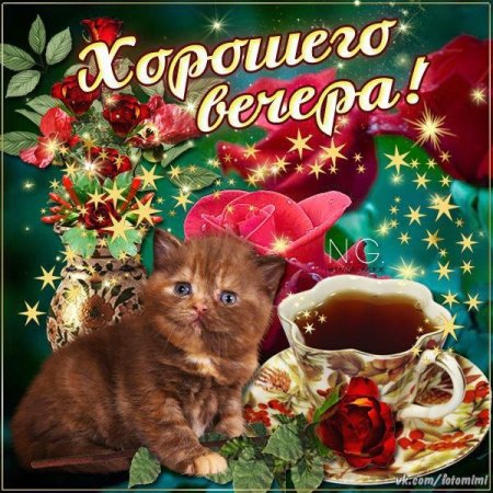 Добрый вечер с котиками