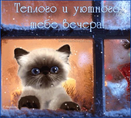 Открытка добрый вечер котятами
