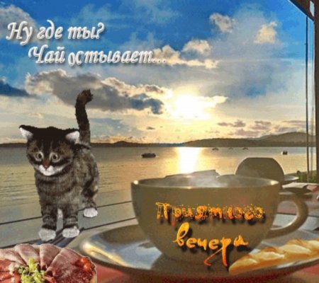 Гиф доброго вечера с котами