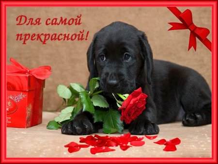 Открытка самой красивой девушке