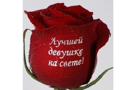 Красивые розы с надписью