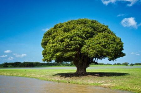 Ньятон дерево