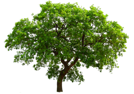 Деревья для фотошопа