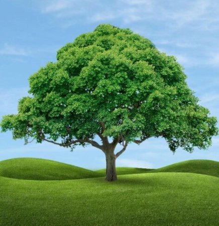 Дерево с большой кроной