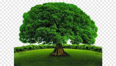 Дерево с густой кроной