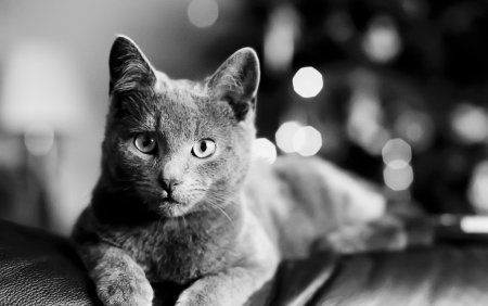 Кот серый