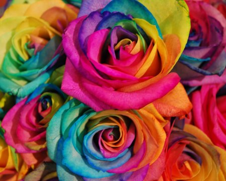 Цветная роза клумбовая