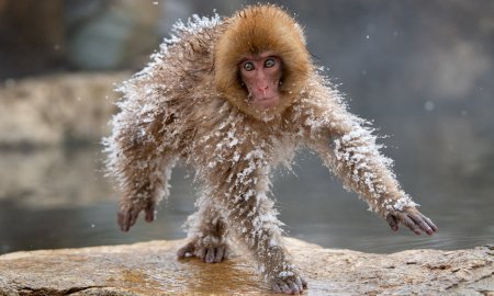 Финалисты конкурса comedy Wildlife Photography Awards:
