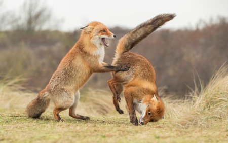 Конкурса comedy Wildlife Photography Awards