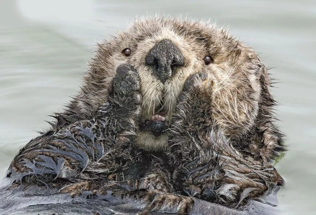 Конкурса comedy Wildlife Photography Awards