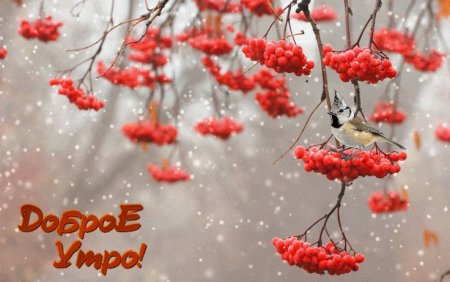 Доброе утро поздняя осен