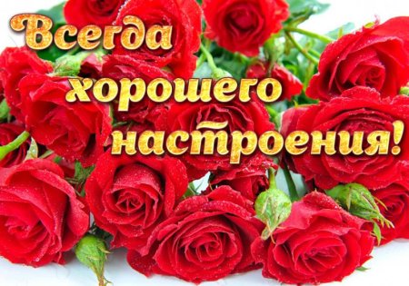 Красивые розы для хорошего настроения
