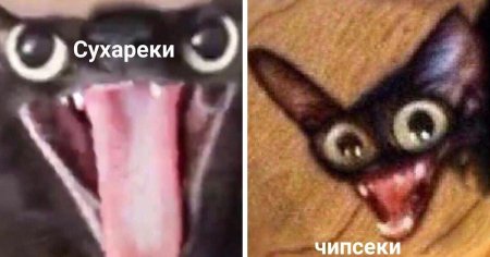 Сухарики кот