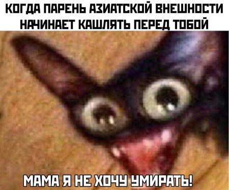 Кот чипсеки без надписи