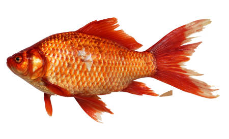 Карась золотой Carassius Carassius