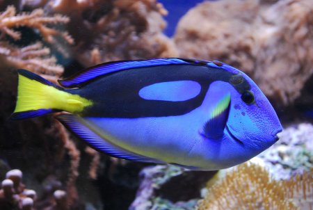 Голубой хирург (Paracanthurus hepatus)