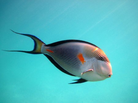 Acanthurus leucosternon