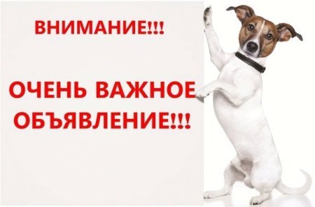 Важная информация собака