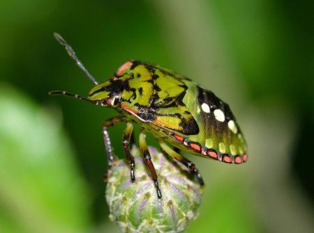 Жука Nezara viridula