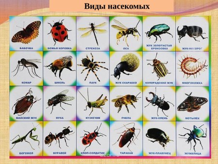 Насекомые и ихнащвания