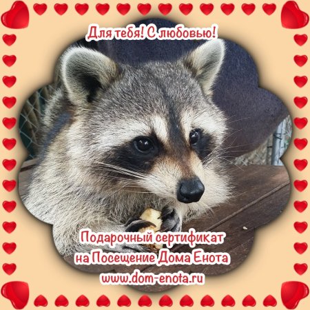 Открытка с енотом с днем рождения