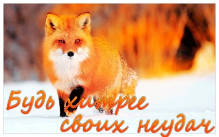 С днем рождения лиса