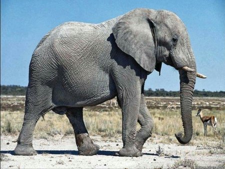 Животное слон сбоку