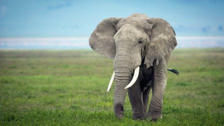 Слоны в природе