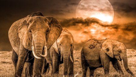 Обои со слонами