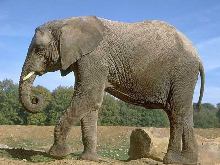 Слон животное