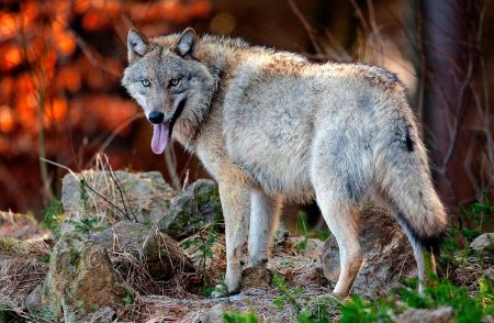 Canis Lupus Campestris