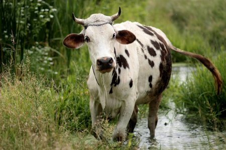 Пятнистая корова