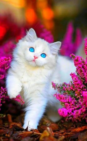 Красивые котята