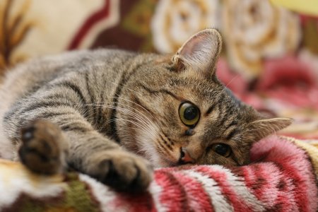 Кошка европейская короткошерстная серая полосатая