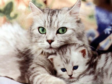 Кошка с котятами