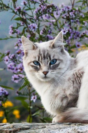Красивый кот
