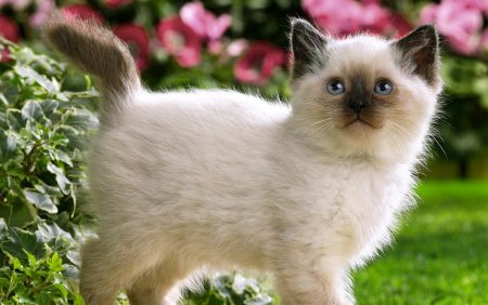 Красивые котята