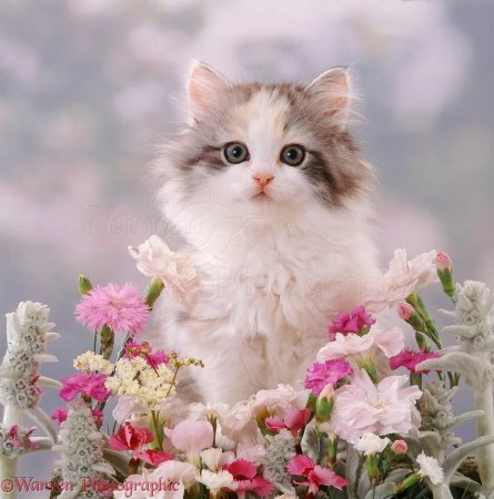 Котенок с цветочком