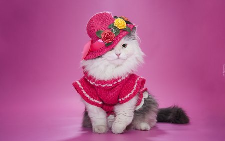 Котенок с бантом