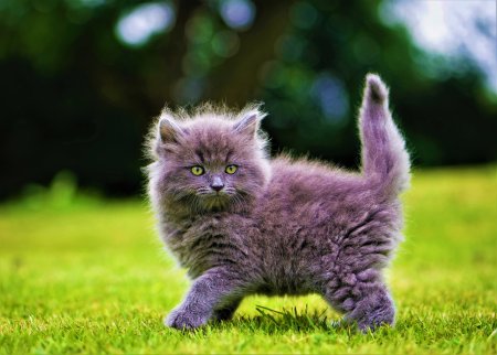 Красивые котята
