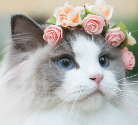 Кот в венке