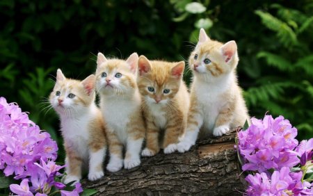 Красивые котята