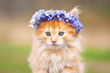 Милый котик
