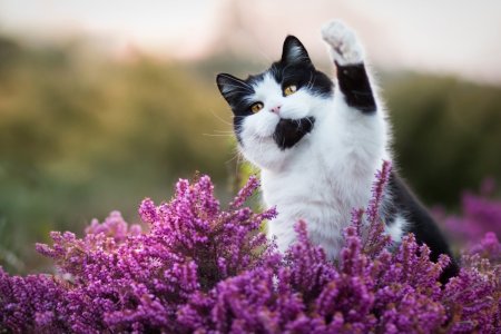 Кот в цветах